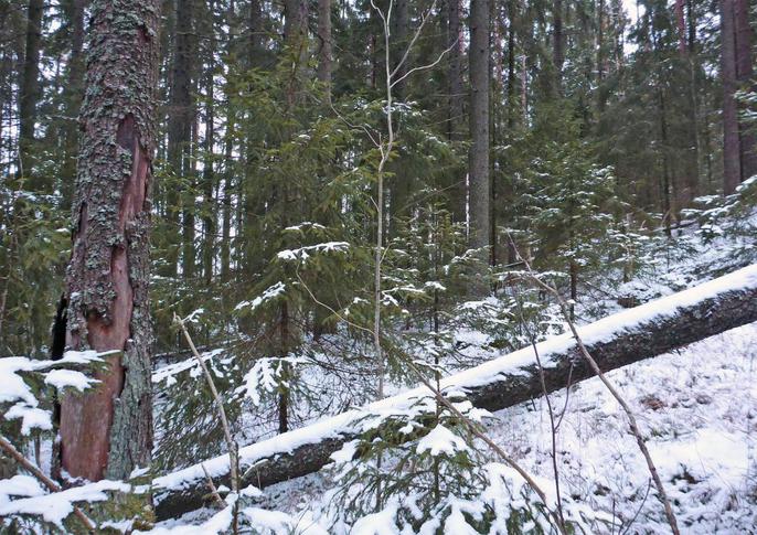 Kuva Tomteskogista talvella, kaatunut kuusi
